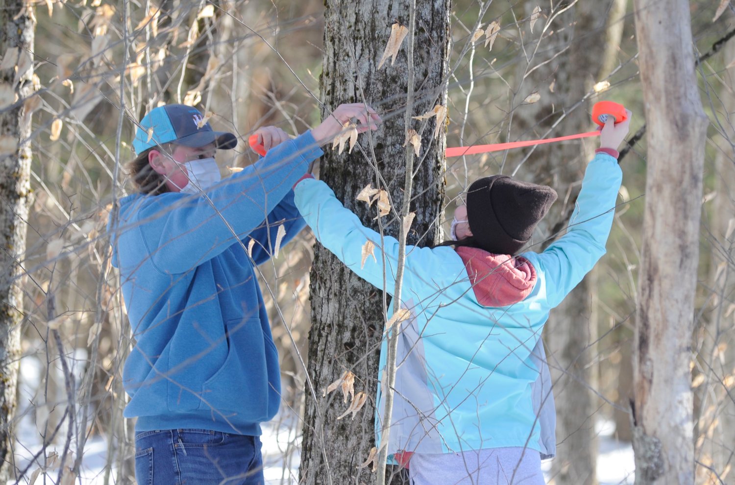 Marking a maple tree. In preparation for tapping the tree, Sullivan West Ag Club students Colin Phelps, left, and Kayla Wilson flag a tree along the school’s cross-country course.